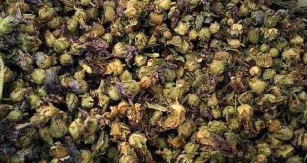 Yol kenarında kendiliğinden yetişiyor: Bedava toplayan kilosunu 1500 liraya satıyor