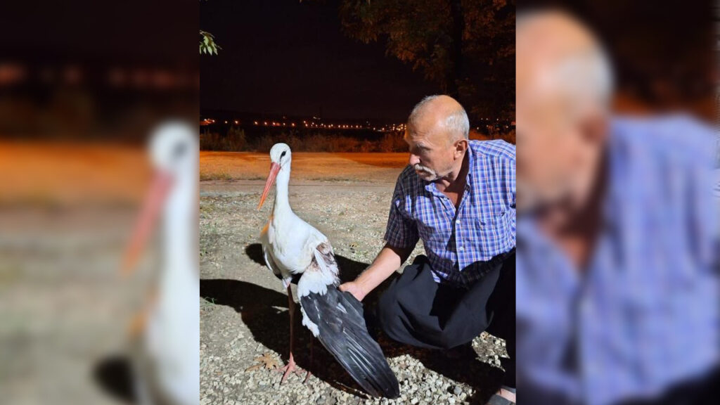 Osmaniye’de yaralı leyleğe mahalle sakini sahip çıktı