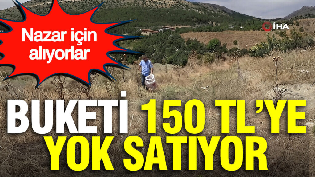 150 TL’den alıcı buluyor: Dağlarda dolaşıp tek tek topluyorlar